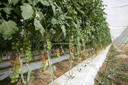 Image du Maroc Professionnelle de  Avec l'introduction des cultures sous abris serres, la région de Dakhla est devenue en très peu de temps célèbre pour ces productions de fruits et légumes destinés à l’export.  Sous d’immenses serres, la production des tomates en grappes bénéficie d’un climat phénoménalement ensoleillé, tempéré et régulier, Mardi 21 Novembre 2006. (Photo / Abdeljalil Bounhar) 